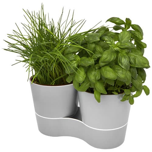 Herbs-Topf für die Küche, doppelt