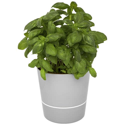 Herbs-Topf für die Küche, einzeln